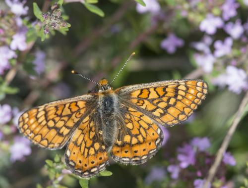 Réf. 228 151 : Euphydryas aurinia